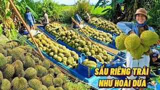 Vườn Sầu Riêng Ở Vùng Quê Trái Như Hoài Dừa"Không Ngờ Quá Rẻ"#Trung Tình TV