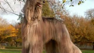 Afghan Hound!!!