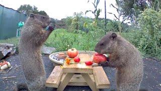 World-famous 'Chunk the Groundhog' raises family in man's backyard | Localish