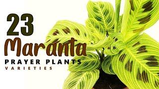 23 MARANTA VARIETIES | ALL ABOUT MARANTA | PRAYER PLANTS | HERB STORIES