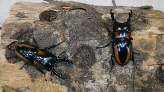 Amazing Stag Beetle Breeding Record Long teeth - Prosopocoilus biplagiatus (origin:Hong Kong)