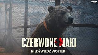 CZERWONE MAKI | Niedźwiedź Wojtek | Kino Świat