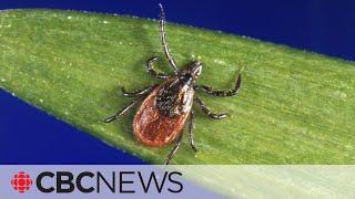 60 confirmed cases of Lyme disease in Ontario this year, provincial data shows