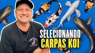 Carpas Koi: Variedades e seleção. Quanto custa cada uma?