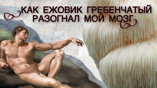 Как я съел ЕЖОВИК ГРЕБЕНЧАТЫЙ | Мой опыт 6 месяцев.