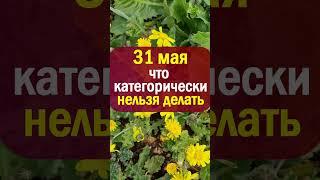 31 мая народный праздник день Федот Овсяник. Что нельзя делать. Народные приметы традиции обряды