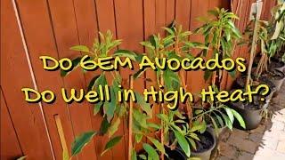 Do GEM Avocado Trees Do Well in High Heat?