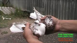 Николаевские голуби