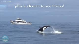 Wondering If You Should Go Whale Watching In Winter?