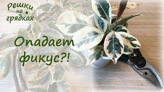 Фикус - ошибки в уходе, как исправить, как ухаживать