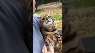 The kitten that senses the murderer #cat #shortvideo #animals #love