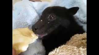 A rescued Black flying-fox enjoying a banana