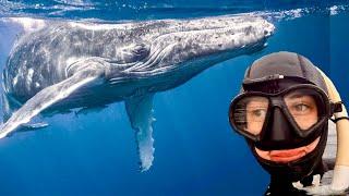 The BEST Whale Encounter I've Ever Had! (Spildra, Norway)