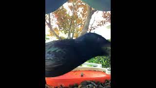 meal worms for starlings