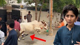 Bakra Eid  Day 1st Cow Qurbani ke Waqt Bhag Gai