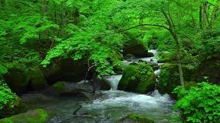 FOREST SOUNDS, RIVER NOISE AND BIRDS SONG: NATURE SOUNDS FOR COMPLETE RELAXATION