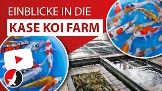 Einblicke in die Kase Koi Farm aus Niigata!