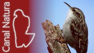 Agateador europeo (Certhia brachydactyla) Short-toed Treecreeper 4K