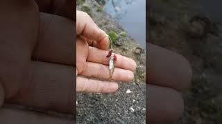 How to catch big perch #fishing #perchfishing #perch #predatorfishing #shorts #short