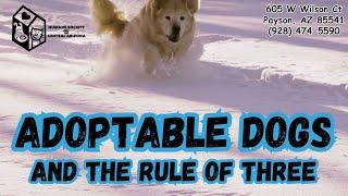 Adoptable Dogs and the Rule of Three