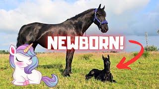 Newborn foal!!! A big surprise in the pasture!! | Friesian Horses