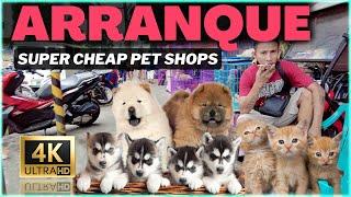 CHEAP DOGS and CATS: Pet Shop Walking Tour at Arranque Market, Santa Cruz, Manila, Philippines 4K 