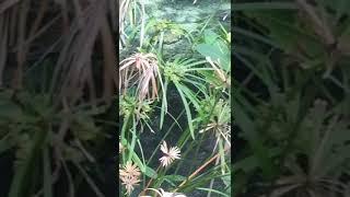 Zoologico republica Dominicana