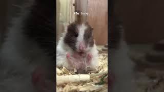 Self Care its Hammy Time #pets #funnyvideo #hamsters