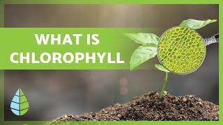 What is CHLOROPHYLL  Function, Types and more 