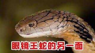 Uncover the other side of the king cobra! 【Crawling the world】