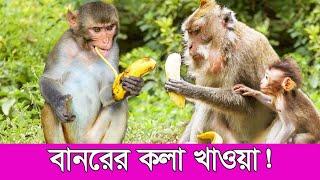 Monkey eating banana | monkey temple kathmandu Nepal | Emrul Kausar Emon |