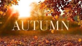 2 Hours Of Soothing Guitar Music with Autumn Background: Perfect for Relaxation, and Stress Relief