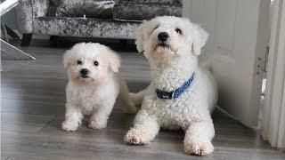 Bichon Frise Puppy & Adult - Video 1 | Rebecca Shuttleworth