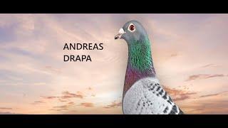 Quality pigeons "Made in Germany" - Andreas Drapa