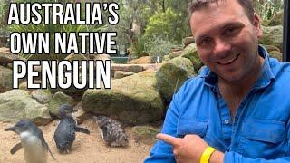 10 Things You Didn’t Know About Australia’s Little Penguin