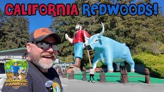 California Redwoods State & National Park & Trees of Mystery!