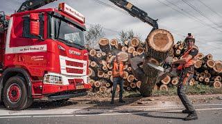 Met een Scania R530 XT en kettingzaag in de weer om bomen te rooien! 