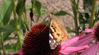 Tistelfjäril hämtar nektar i blomma