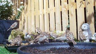 I think I need a bigger garden bird bath!  Pool partyyyyy!!! 