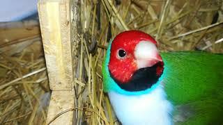 Presentación Aviario La Pinaeta|  Cría natural de Goulds| Curiosidades y documentales de aves