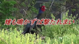 雉も鳴かずば撃たれまい!! It will not be shot unless pheasant also sings