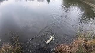 BROCHET AU NÉO SHALLOW DELALANDE - PÊCHE AUX LEURRES SOUPLES