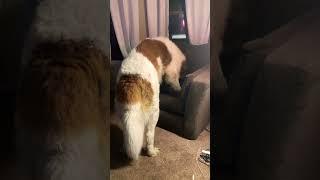 Can He Do It? Watch My Big Saint Bernard Dog Try to Get in a Chair! #shorts #funnyshorts