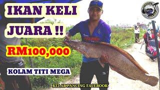 AKSI DEBARAN MENAIKAN IKAN KELI JUARA RM100,000 PERTANDINGAN MEMANCING KOLAM TITI MEGA - 17/7/2022