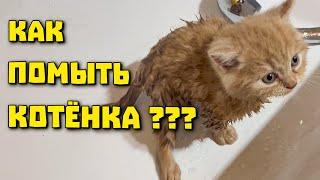 Решили помыть котенка и вот что из этого вышло!