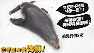 【從零開始養】海獅!海獅從軍?神秘海獅特種部隊?一個月不吃喝，就為了交配!?【許伯簡芝】Sea lion