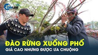 Đào rừng xuống phố, mang không khí xuân Tây Bắc về miền xuôi | CafeLand