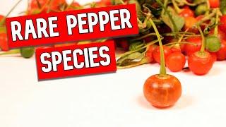 Two RARE Pepper Species (Capsicum rhomboideum & Capsicum flexuosum) - Weird Fruit Explorer