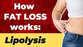 How FAT LOSS works - Lipolysis | What is lipolysis?