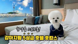 콘래드 서울, 애견동반 가능한거 아셨어요? 코너스위트룸 펫밀리케이션  Pet friendly hotel Conrad Seoul